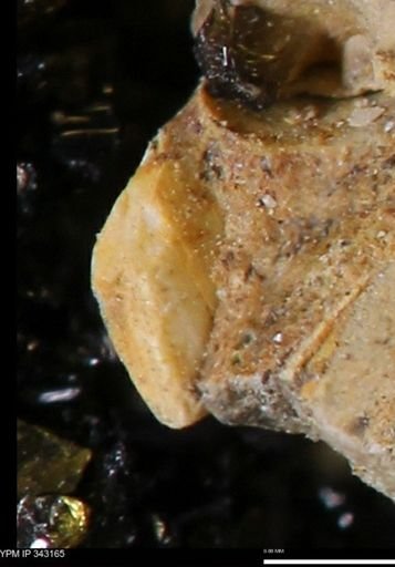 undet. Scaphitidae