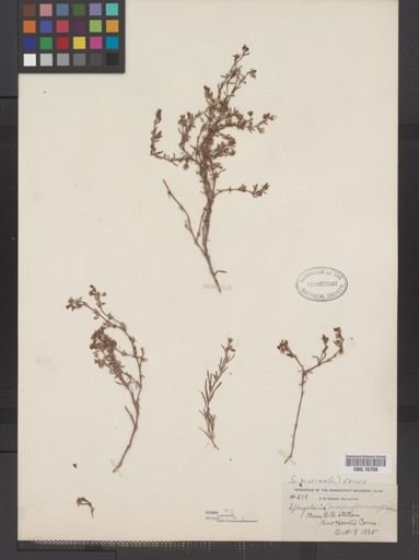 Spergularia marina