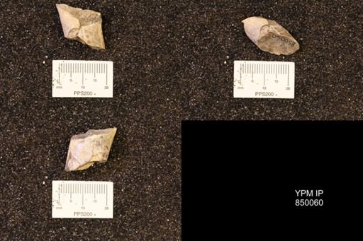 Baculites
