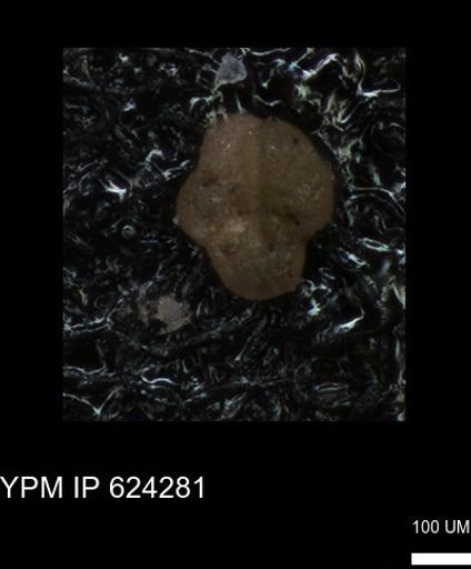 undet. Foraminiferida