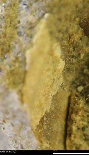 undet. Scaphitidae