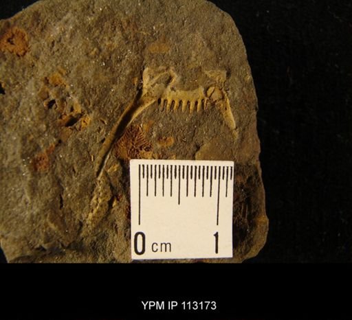 Acidaspis keyserlingi