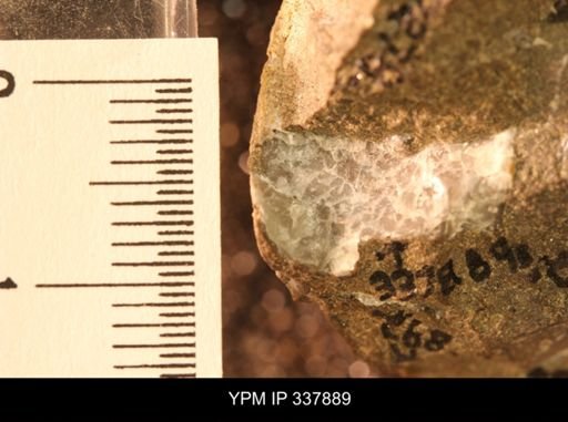 undet. Ostreidae