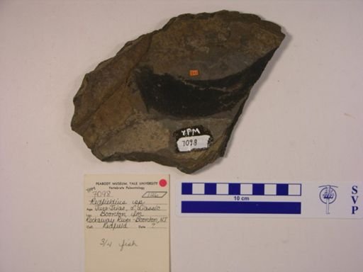 Redfieldia sp.