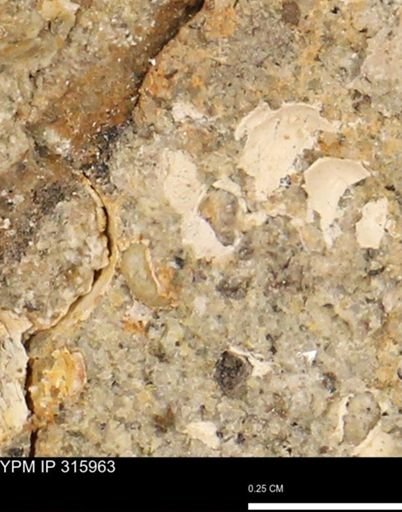undet. Mollusca