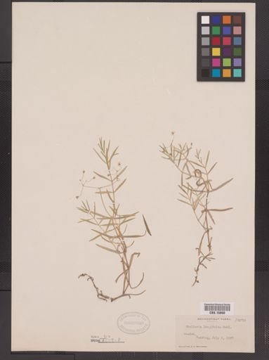 Stellaria longifolia