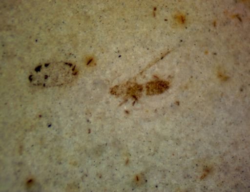 undet. Diptera