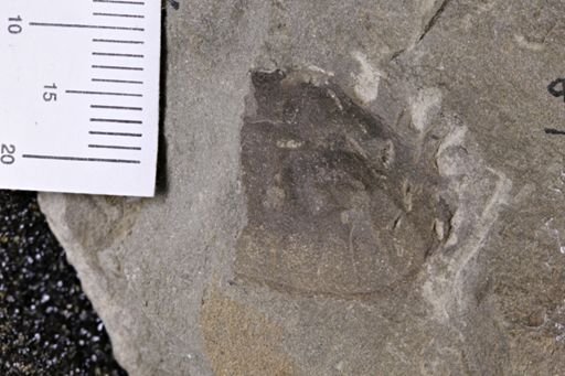 Limuloides limuloides