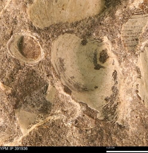 Protocardia sp.