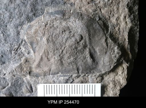 Erieopterus microphthalmus