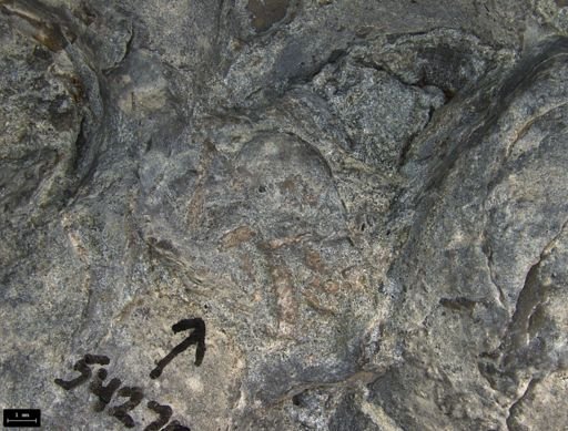 Aplocoma damesii