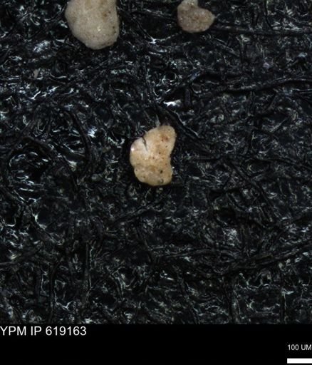 undet. Foraminiferida