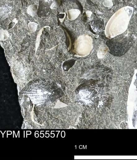 undet. Bivalvia