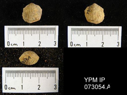 Atrypa tennesseensis