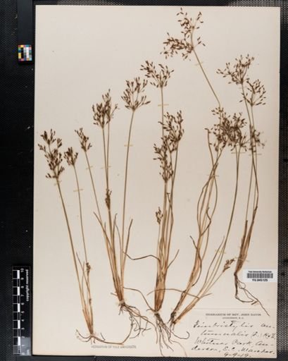 Fimbristylis autumnalis