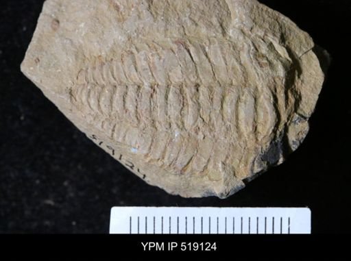 Daguinaspis sp.