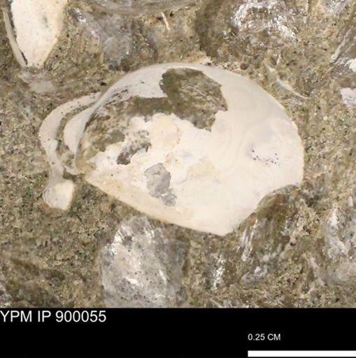 undet. Bivalvia