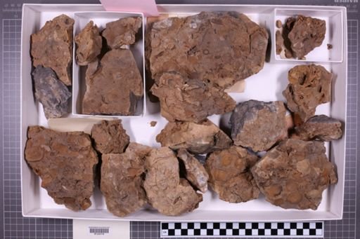 mixed taxa, stratigraphic collection