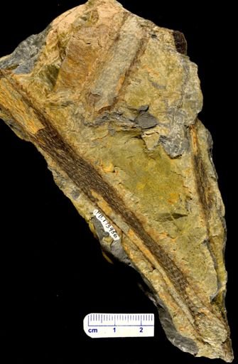Colpodexylon deatsii