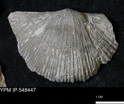 Stropheodonta kemperi