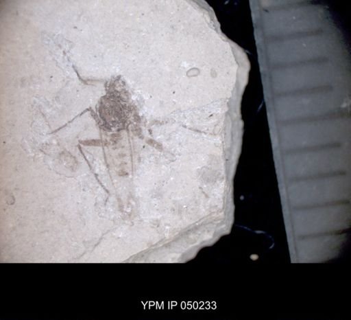 undet. Hexapoda