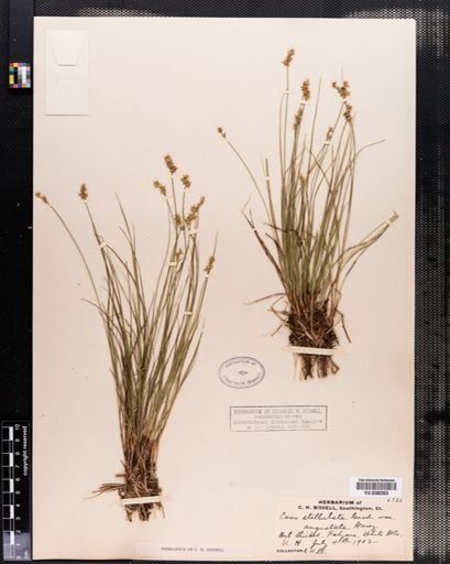 Carex angustior