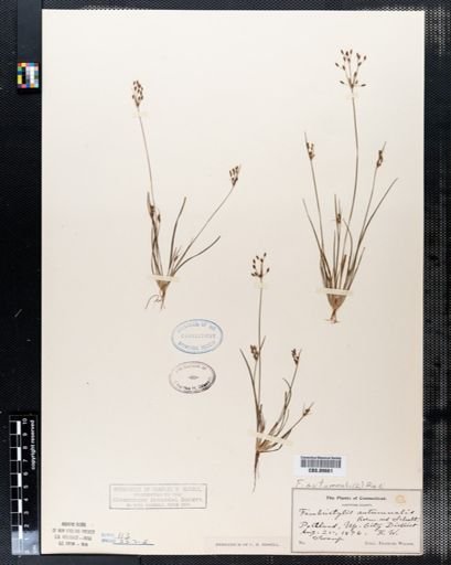 Fimbristylis autumnalis