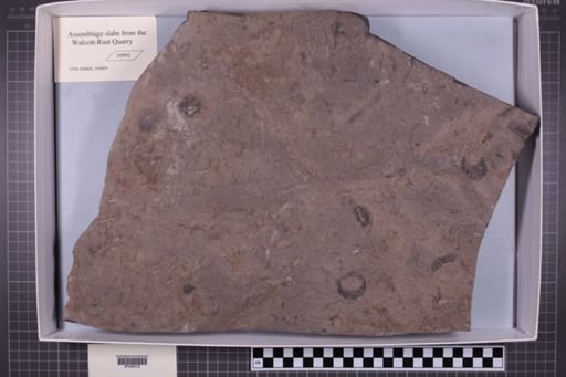 mixed taxa, stratigraphic collection