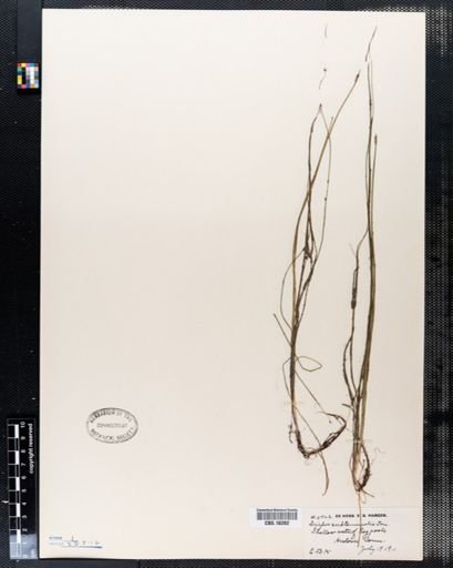 Scirpus subterminalis