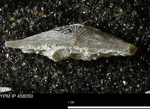 Strophodonta sp.