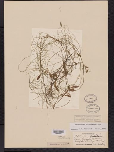 Potamogeton bicupulatus