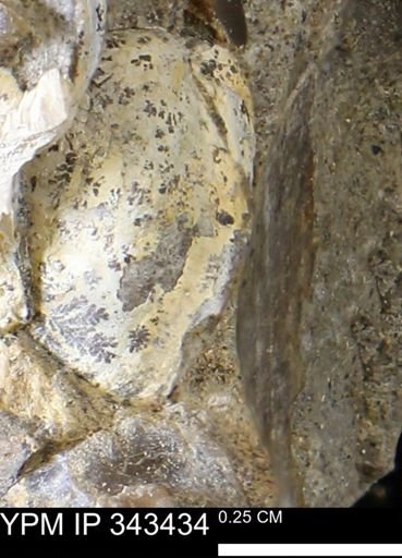 undet. Bivalvia