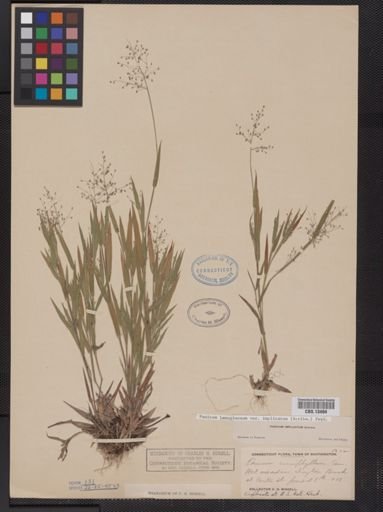 Panicum lanuginosum