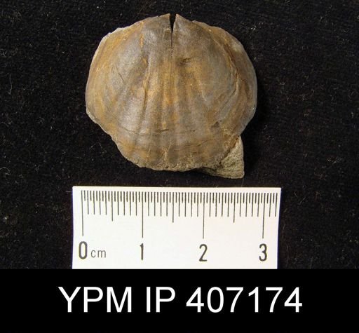 Leiorhynchus sp.