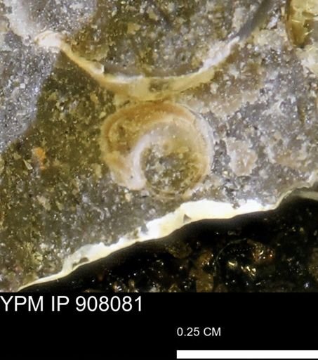 undet. Gastropoda