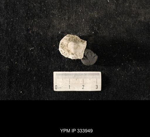 Echinoconchus biseriatus