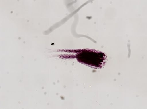Paranebalia longipes