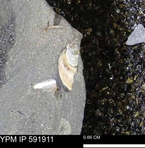 Gastropoda