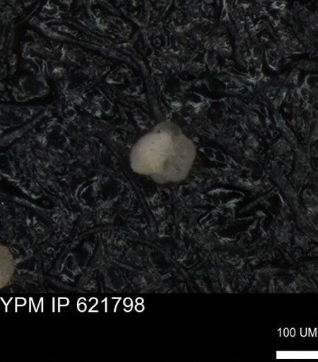 undet. Foraminiferida