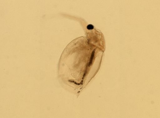 Daphnia