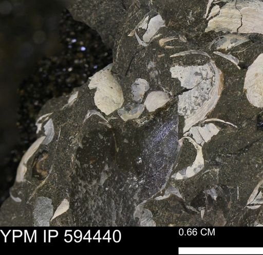 Protocardia sp.