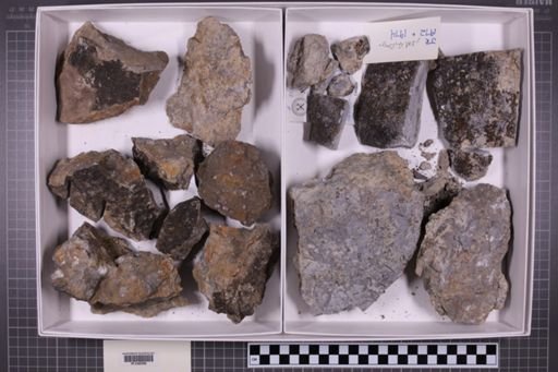 mixed taxa, stratigraphic collection