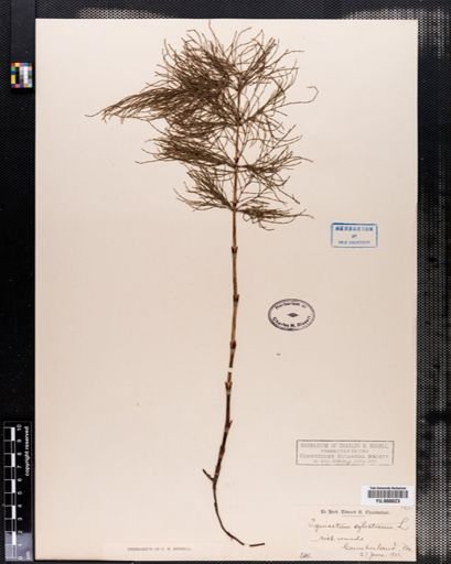 Equisetum sylvaticum