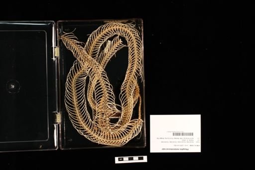 Pituophis melanoleucus sayi