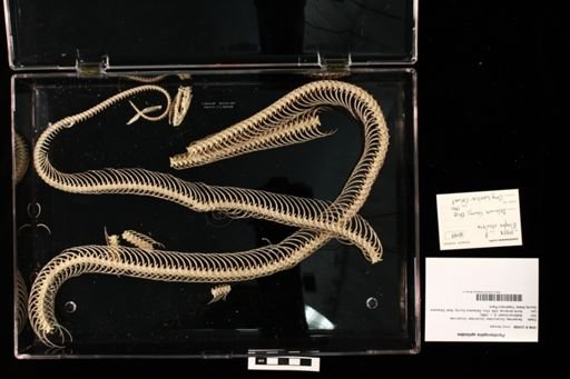 Pantherophis spiloides