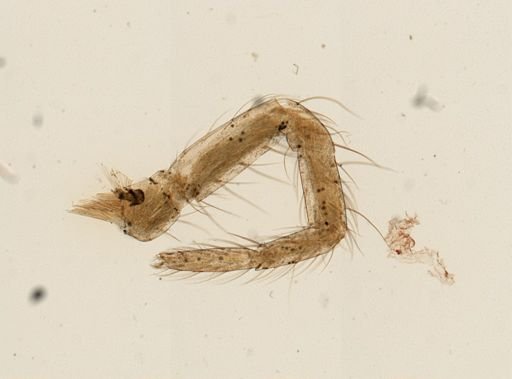 Araneae