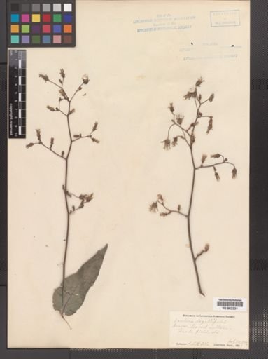 Lactuca sagittifolia