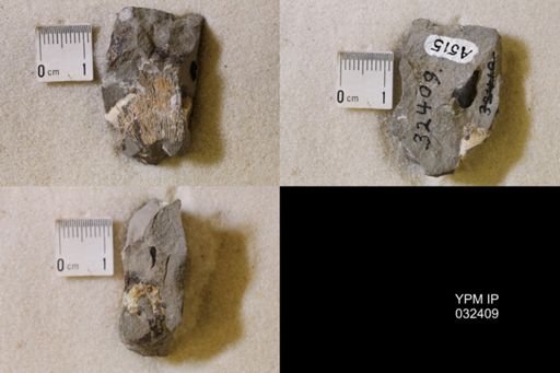 Hoploscaphites nicolletii