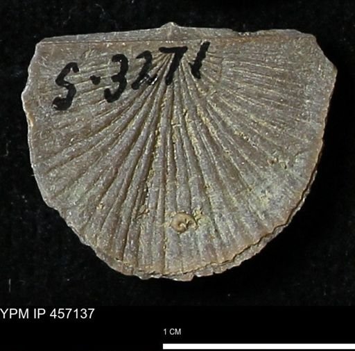 Stropheodonta sp.