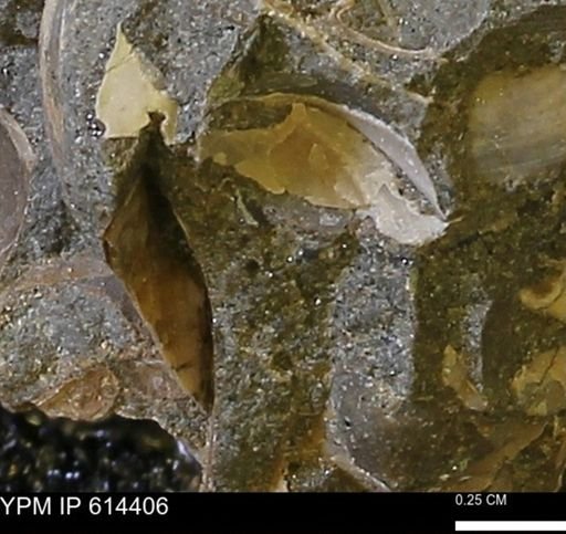 Limopsis striatopunctatus